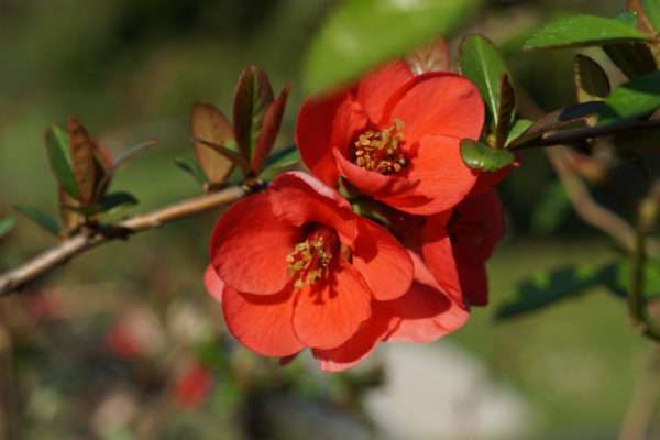 jardin-fleurs-locatin-aix-les-bains-10