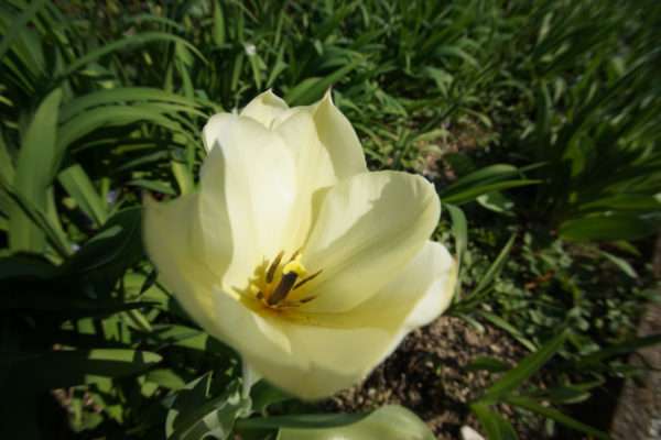 jardin-fleurs-locatin-aix-les-bains-14