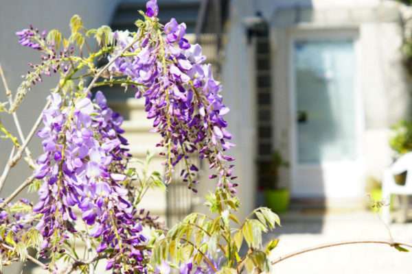 jardin-fleurs-locatin-aix-les-bains-16