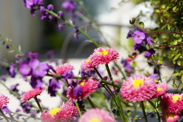 jardin-fleurs-locatin-aix-les-bains-18