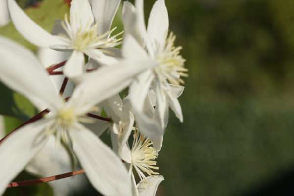 jardin-fleurs-locatin-aix-les-bains-2