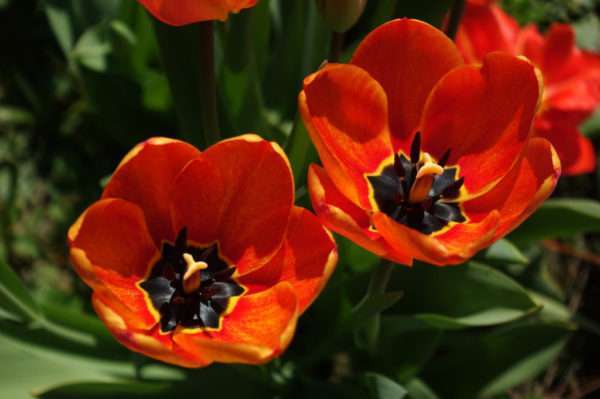 jardin-fleurs-locatin-aix-les-bains-20