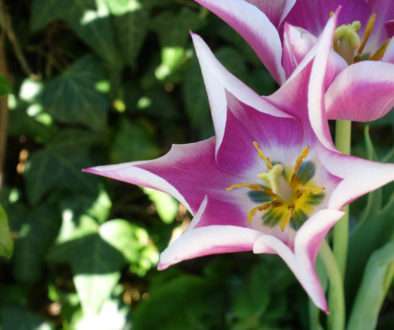 jardin-fleurs-locatin-aix-les-bains-21