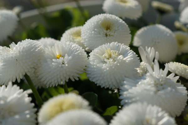 jardin-fleurs-locatin-aix-les-bains-3