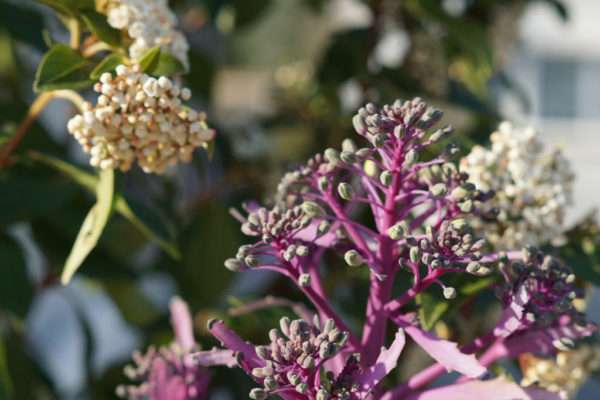 jardin-fleurs-locatin-aix-les-bains-4