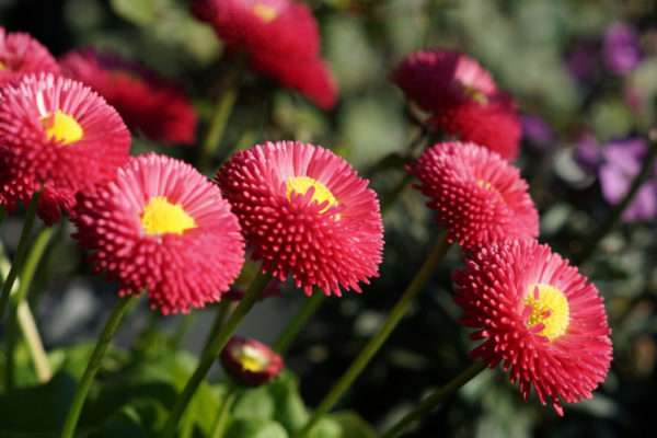 jardin-fleurs-locatin-aix-les-bains-5