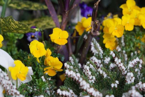 jardin-fleurs-locatin-aix-les-bains-8