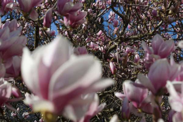 magnolia-location-aix-les-bains-2