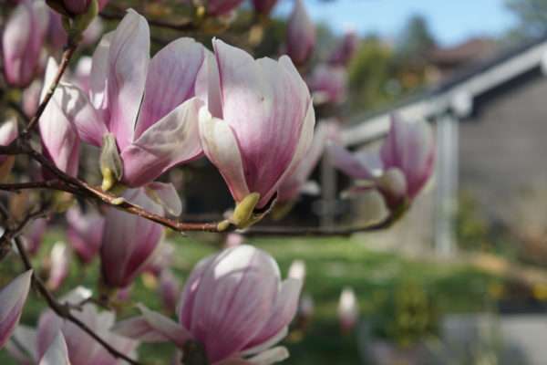 magnolia-location-aix-les-bains-3