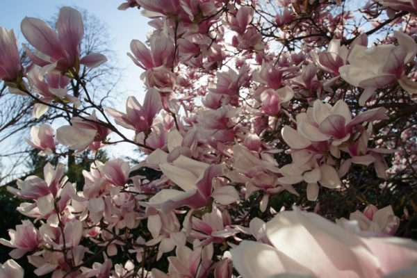 magnolia-location-aix-les-bains-4