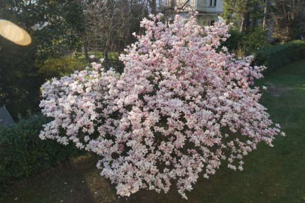 magnolia-location-aix-les-bains-5