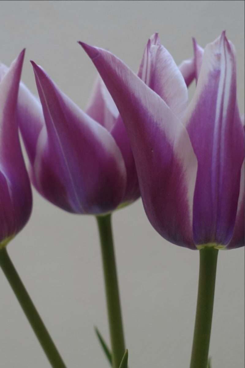 tulipe-violette-1